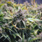 Sementes de maconha fem da Auto Northern Lights Original para venda
