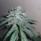 Wedding Cake feminized seeds for sale