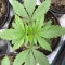 Northern Lights #10 (Herbies Seeds)