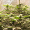 Mimosa x Orange Punch Seeds (Barneys Farm)