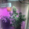 Buy Blueberry Cheese (aka Blue Cheese) fem seeds by Barneys Farm