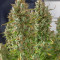 Venta de Auto Ultimate (Dutch Passion) | Semillas de marihuana feminizadas