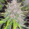 Cream Mandarine XL Seeds