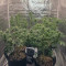 GH Cheese Seeds From Green House Seeds