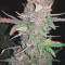 Amnesia XXL Autoflowering Seeds - Cannabis Strain Seeds for Sale