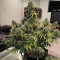 Skunk 47 Seeds - Cannabis Strain Seeds for Sale