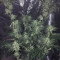 Buy Chempie feminized seeds by Ripper Seeds
