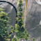 Green Crack Seeds (Garden of Green) - Cannabis Strain Seeds for Sale