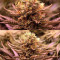 Chronic Thunder Seeds - Cannabis Strain Seeds for Sale
