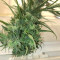 Compre sementes feminizadas de Strawberry Cough da Dutch Passion