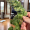 BCN Critical XXL Fast Seeds - Cannabis Strain Seeds for Sale