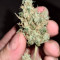Venta de Green Crack (Humboldt Seeds Organization) | Semillas de marihuana feminizadas