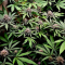 Mimosa EVO Seeds (Barney’s Farm) - Cannabis Strain Seeds for Sale