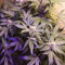 Achetez des graines féminisées Purple Juice Auto par Herbies Seeds