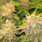 Critical Kush Seeds (Barney's Farm)