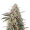 Air Lemon (Super Lemon Haze x RS11) Seeds