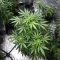 Auto Bubble Gum XXL feminized seeds