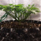 Big Bud feminized seeds (Seedstockers)