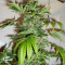 Black Russian Seeds