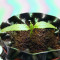 Graines de cannabis Buddha Medikit Auto CBD (Buddha Seeds)