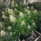 California Orange Cheese Seeds