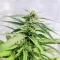 Cinderella 99 Feminized Seeds (Brothers Grimm Seeds)