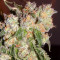 Do-G feminized seeds