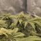 Frozen Biscotti Seeds (Dutch Passion)