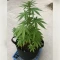 Future #1 Seeds (Blimburn Seeds)