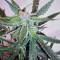 Graines de cannabis Hawaiian Snow x Amnesia x Face Off (GHS)