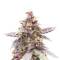 Indica Mix Pack Seeds From Herbies Seeds