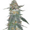 Larry OG Kush (Cali Connection Seeds)