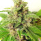 Graines de cannabis Malawi x PCK Regular (Ace Seeds)