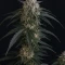 Sementes Feminizadas de Mango Frost Auto (Fast Buds)