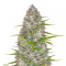 Sementes Feminizadas Orange Sherbet Auto (Fast Buds)