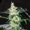 Panama D.C. Seeds