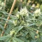 Psychotropic Mass feminized seeds