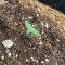 Purple Juice Auto Feminized Seeds (Herbies Seeds)