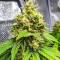 Section 781 Fast Flowering Seeds (Blimburn x Herbies)