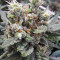 Smurfberry Auto feminized seeds