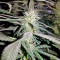 Graines de cannabis Supreme Kush CBD (Nirvana Seeds)