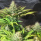 Tatanka Pure CBD feminized seeds (Royal Queen Seeds)