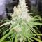 Amnesia Seeds (Seedstockers)
