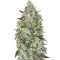Auto Critical Mass (Advanced Seeds)