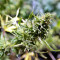 Black Destroyer feminized seeds