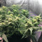 Bubble Bud feminized seeds