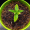 Graines de cannabis Dinamed CBD Plus (Dinafem Seeds)