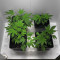 Graines de cannabis Dinamed CBD Plus (Dinafem Seeds)