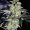 Do-Sweet-Dos (Sweet Seeds)