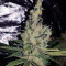 Double Glock Seeds